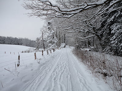 snow, winter, path, cold, ice, nature, tree