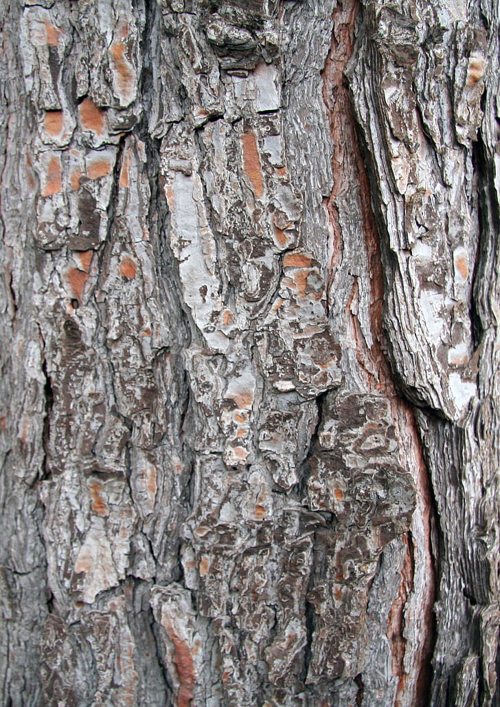 bark, Vulcan, Pine, konsistens, trä