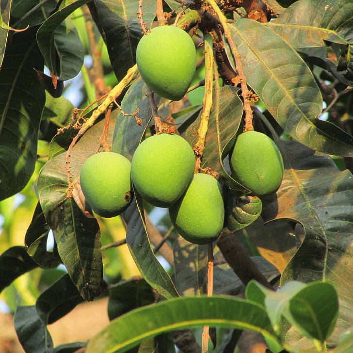 värske mango, dharwad, India, puu, mahlane, toidu, küps
