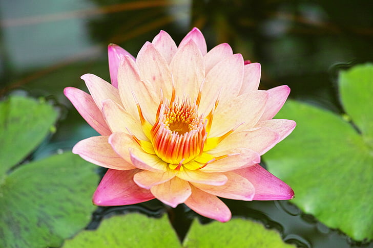 water lily, plant, waterside, natural, lotus, aquatic plant