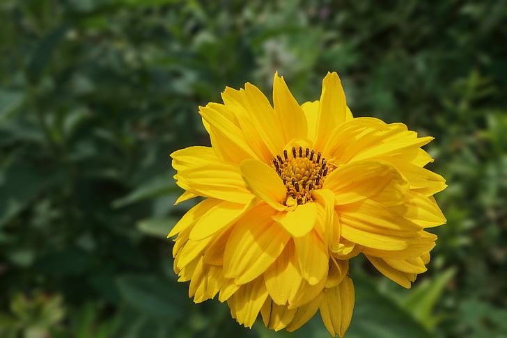 sun brews, flower, helenium hoopesii, yellow, blossom, bloom, nature