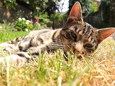 katė, sodas, iš, rato, gulėti, skumbrės, naminė katė