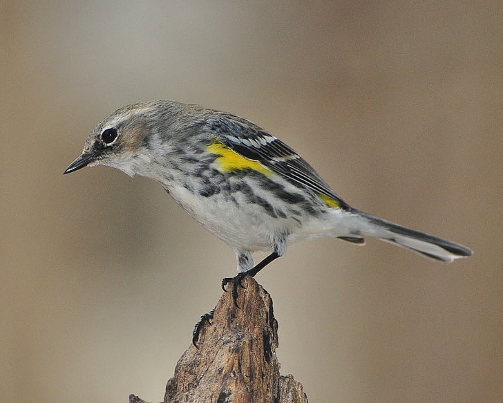 Warbler, warbler di mirto, uccello, Songbird, groppone giallo, fauna selvatica, birdwatching