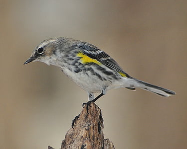 warbler, myrtle warbler, bird, songbird, yellow-rumped, wildlife, birding