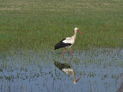 stork, wetland, reflection, bird, wildlife, nature, animal