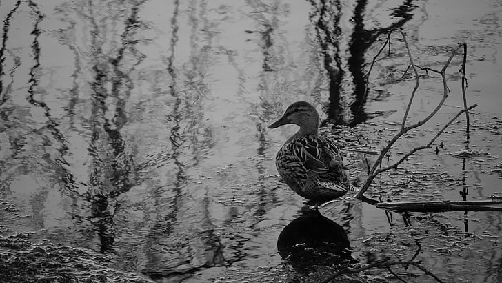 Duck, svart-hvitt, vann, Lake, vannfugler, ender, natur