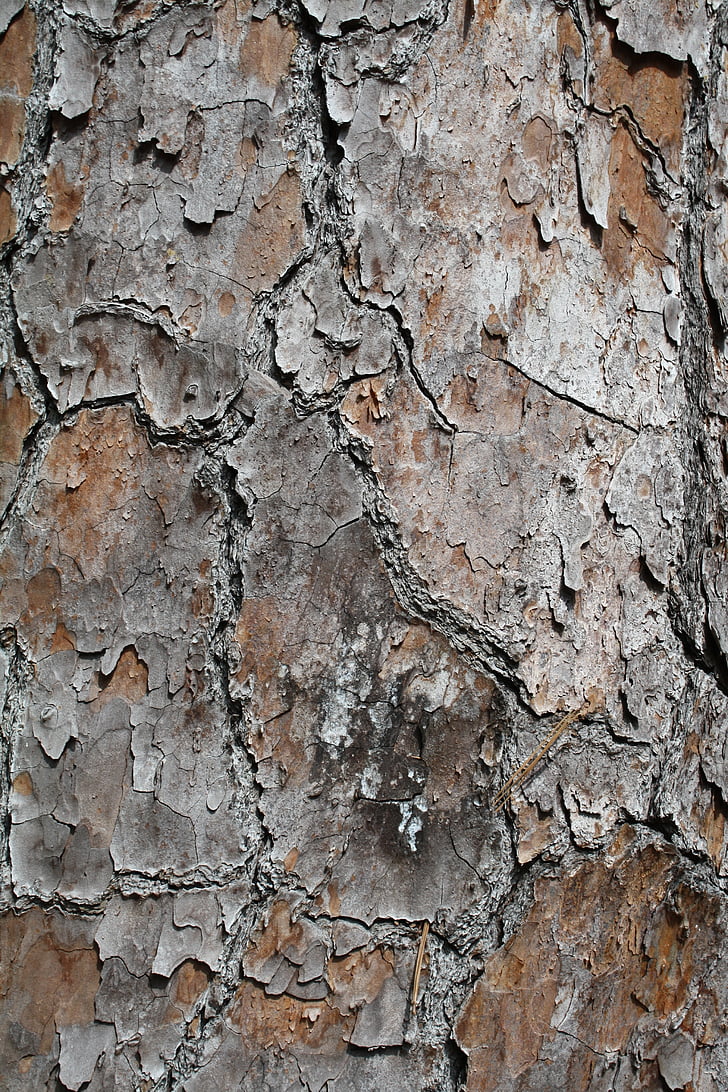 árbol, corteza, textura, natural, madera, naturaleza, madera - material