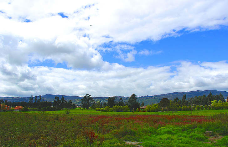green, landscape, tree, nature