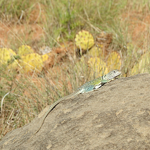 reptil, Kadal, warna-warni, Hiking, texas Utara