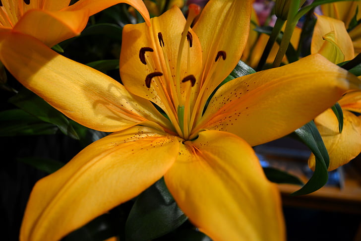 Lilija, oranža, apelsīnu ziedu, ziedi, Pavasaris, dārza