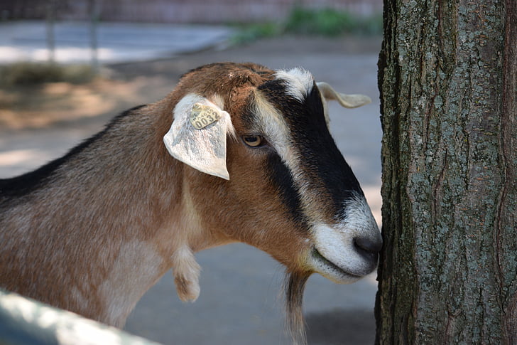 cabra, Parque zoológico de Pittsburgh, Shy, nariz en árbol