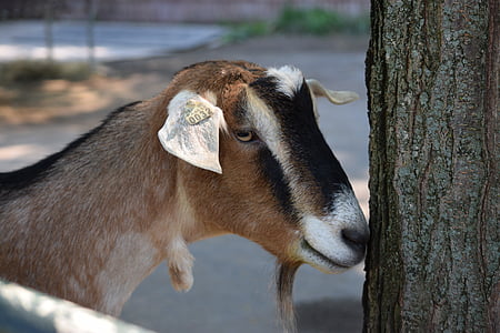 goat, pittsburgh zoo, shy, nose on tree