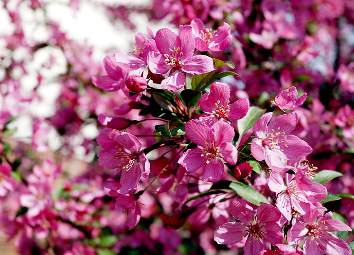 zieds, daba, Pavasaris, fiziska, rozā, rozā krāsa, koks