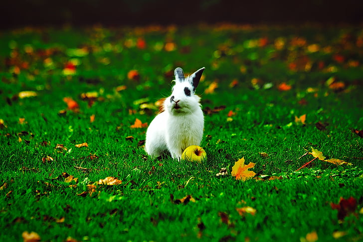 Кролик, Банни, животное, яблоко, двор, газон, Осень