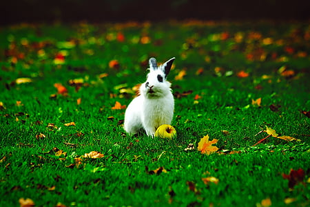 rabbit, bunny, animal, apple, yard, lawn, fall