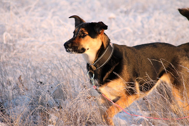 χιόνι, σκύλος, μεγαλώσει, Όμορφο, Χαριτωμένο