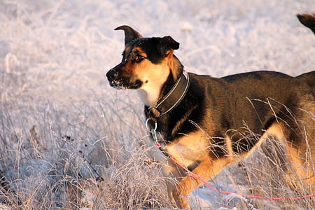 snijeg, pas, odrastao, lijepa, slatka