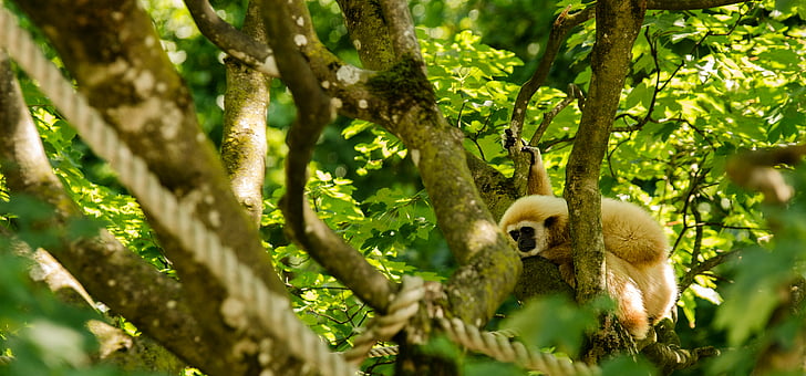 Gibbon, vit-manna gibbon, Monkey, primater, träd, sitta, resten