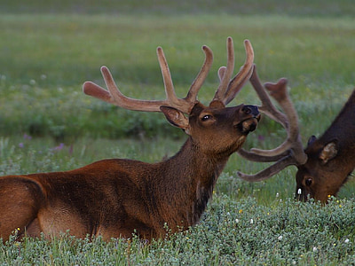 elk, bull, male, nature, outside, grass, plants