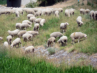 sheep, flock, flock of sheep, animals, herd animal, sheep's wool, schäfchen