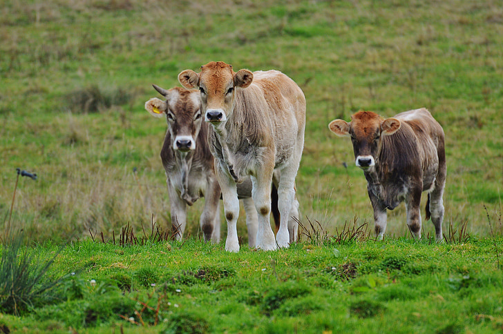 con bò, Allgäu, Dễ thương, ruminant, sữa bò, đồng cỏ, động vật