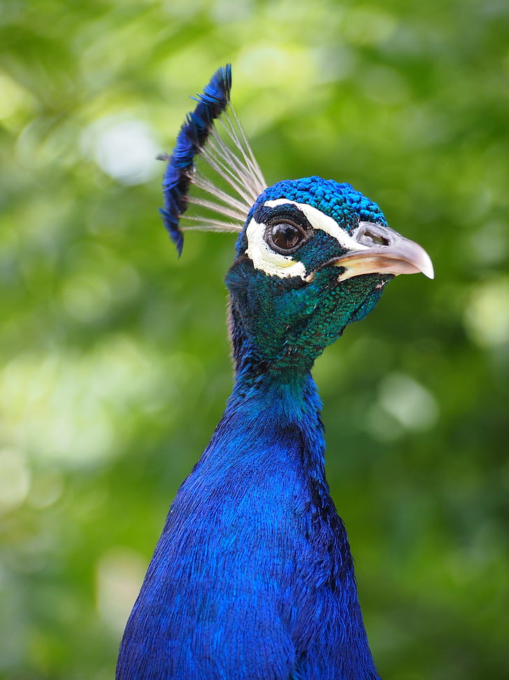 zoo, peacock, head, animal, feather, bird, peacock feathers