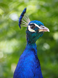 dierentuin, Peacock, hoofd, dier, veer, vogel, Pauwenveren