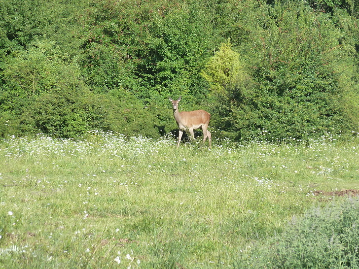 Abruzzon kansallispuisto, L'Aquila, Deer