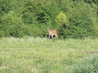 abruzzo의 국립 공원, 라 퀼 라, 사슴