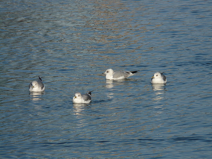 gulls, water, swim, group