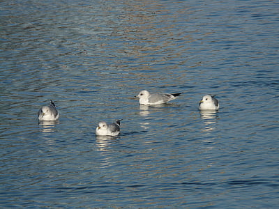 gaivotas, água, nadar, Grupo