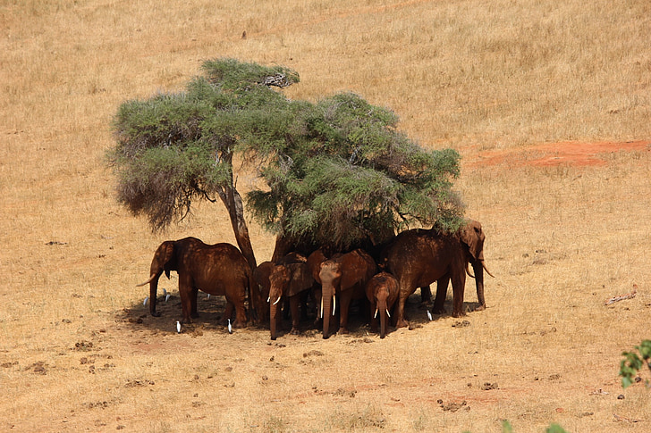 сафари, слон, Африка, Кения, Tsavo, животните, природата