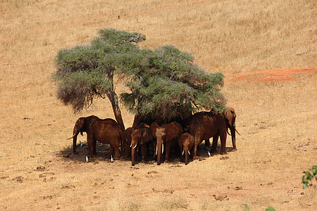 Safari, Elephant, Afrikka, Kenia, Tsavo, eläinten, Luonto