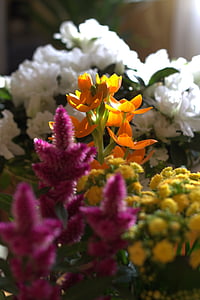 puķe, Pavasaris, sēklaudzis, svaigu, tīkams, krāsas, pavasara ziedi