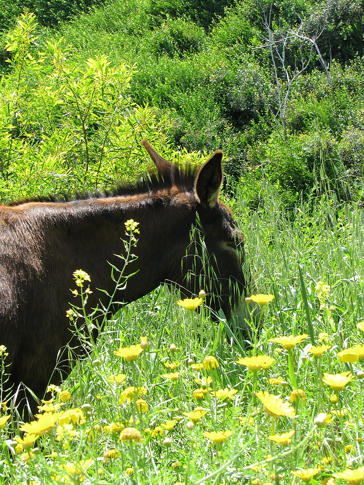 keledai, Siprus, hewan, coklat, bidang, bunga kuning