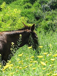 burro, Chipre, animal, marrom, campo, flores amarelas