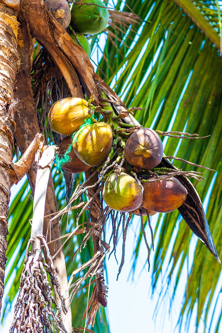 kokosrieksti, Palm, palmu zariem, kokosriekstu koks, eksotiski, brīvdiena, garšīgi