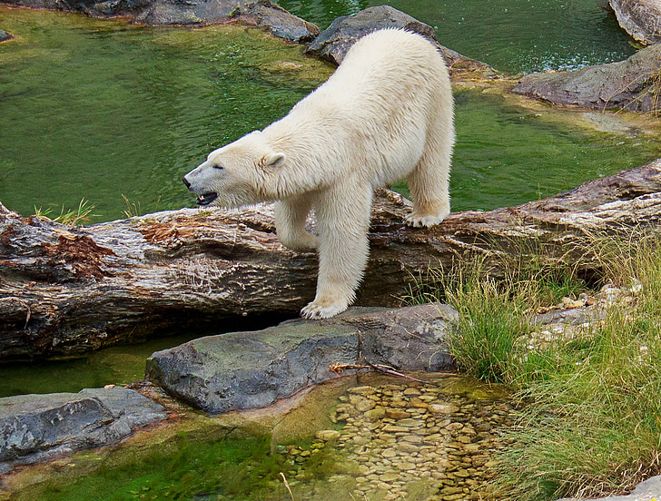 Polar bear, lācis, zooloģiskais dārzs, dzīvnieku, dzīvnieku pasaule, radījums, savvaļas dzīvnieks