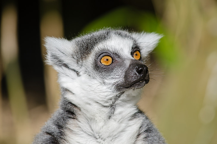 lemure, lemur munito anello, Primate, mammifero, pelliccia, grigio, Madagascar