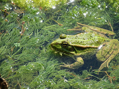 žába, Mare, Příroda, rybník, jedno zvíře, plaz, zelená barva