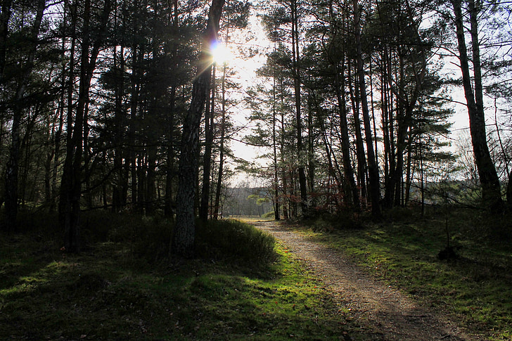 forest path, lane, forest, back light, away, sunbeam, mood