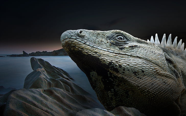 iguana, reptile, lizard, dragon, monitor, scaly, close