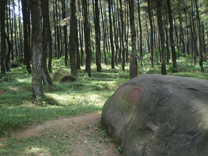 pedra, bosc, arbres