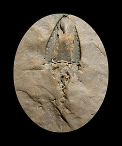 自然, 化石, sagittacystis プリマ