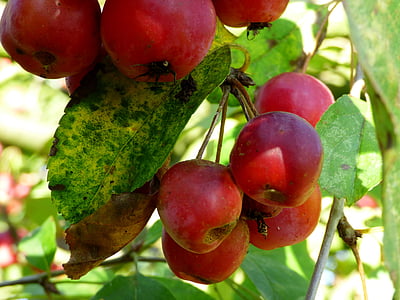 mele, mele ornamentali, frutta, giardino, natura, fogliame verde, foglie