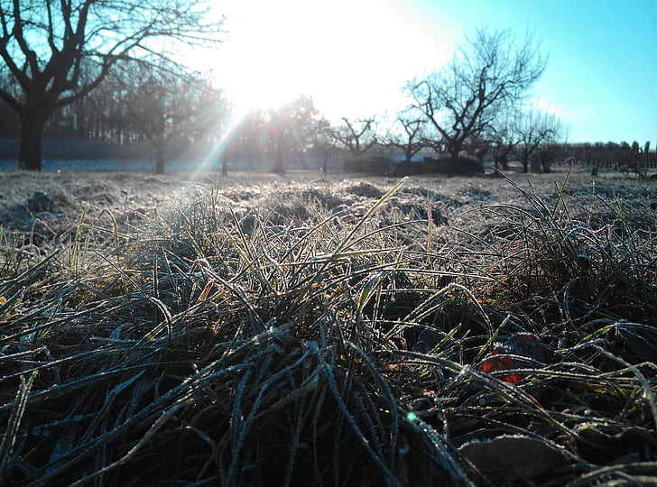 Frost, Prado, hierba, invierno, Mañana