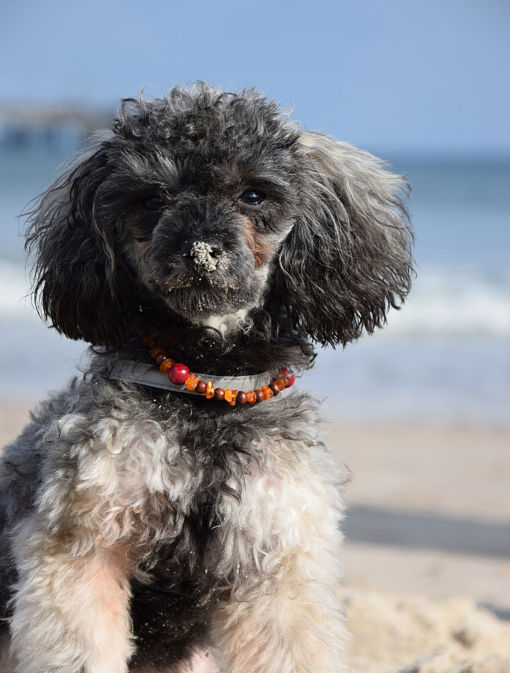 praia, mar, água, poodle miniatura, poodle, cão, filhote de cachorro