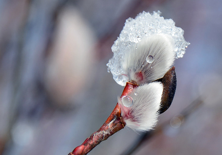 blossom, bloom, pussy willow, frost, nature, cold, winter