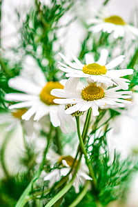 chamomile, flowers, nature, plant, natural, herb, green