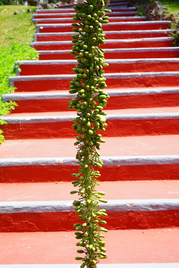 Agave, virágzat, növény, lépcsők, piros, zöld, sárkányfa-agave